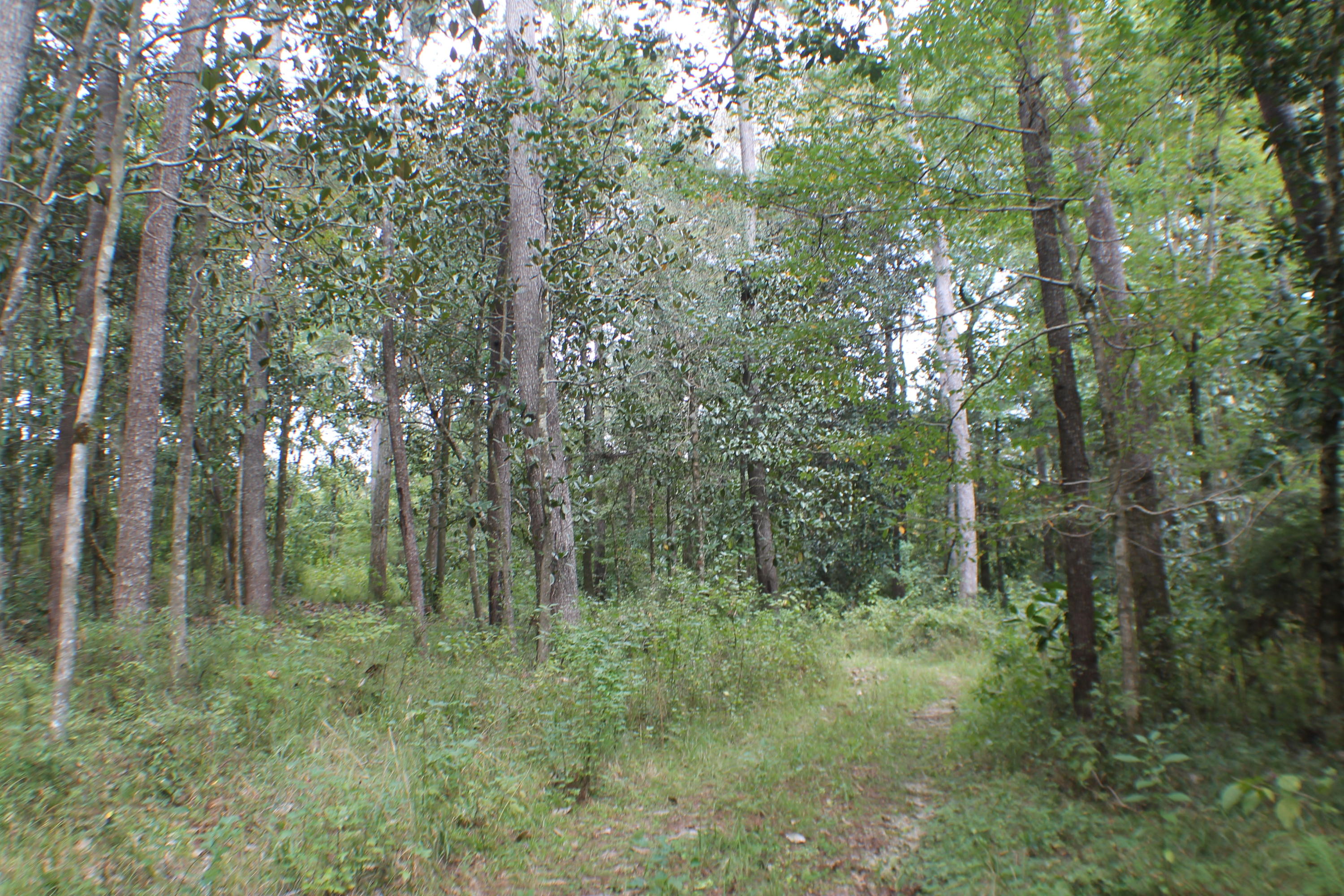 393 Crestview Crestview, FL 32539 - Photo 3 of 10 IMG_5275