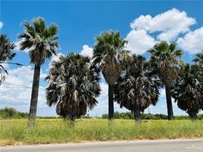 a couple of palm trees sitting in a yard