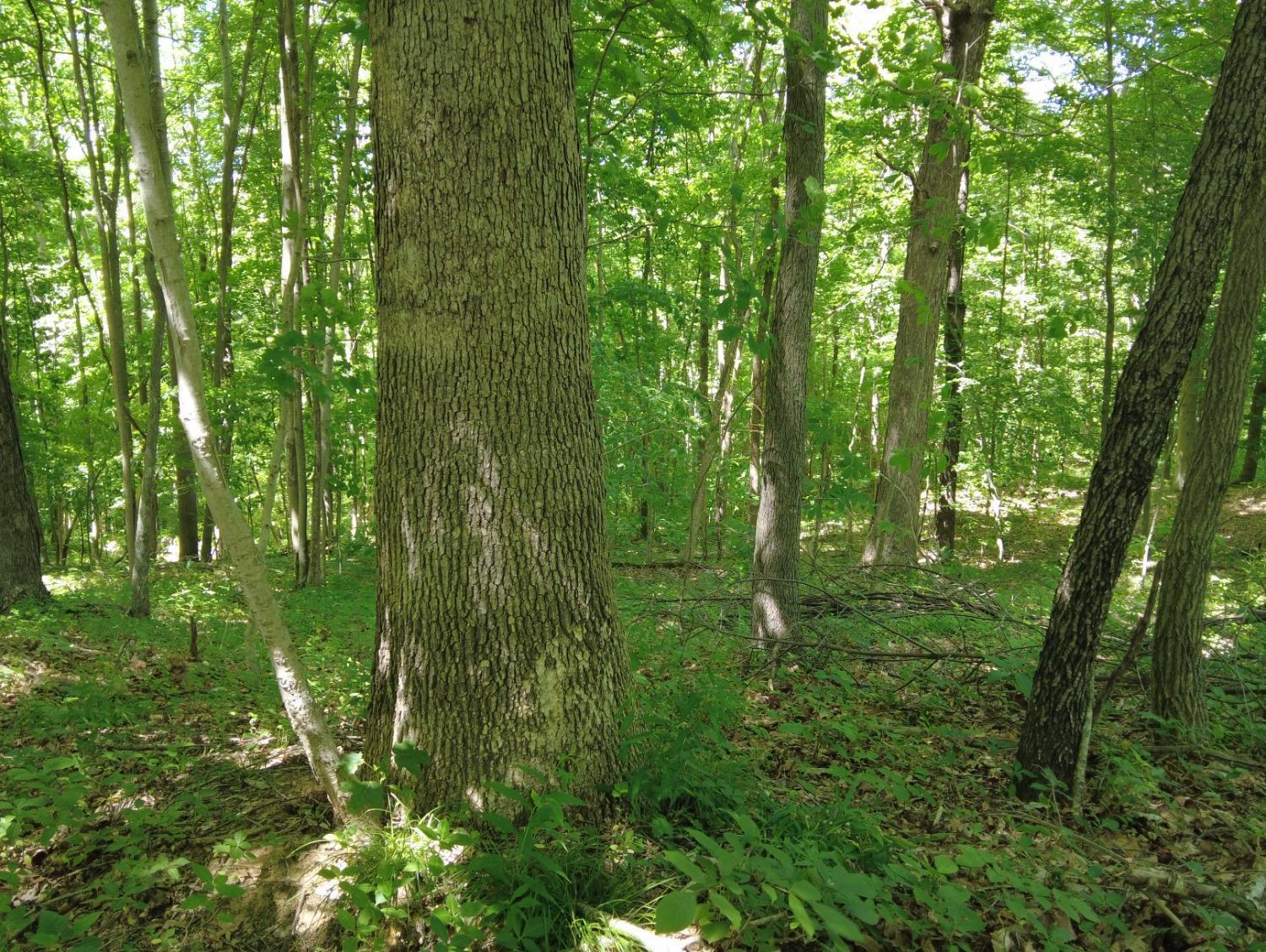 0 Us Rt 50 Bainbridge, OH 45612 - Photo 6 of 29 6