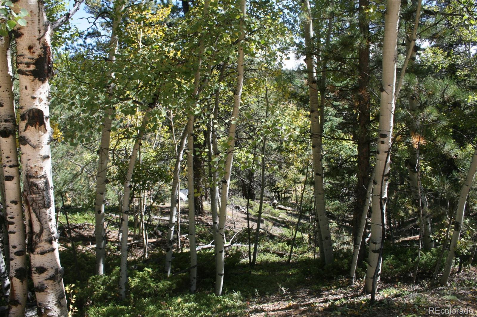 238 Taylor Street Bailey, CO 80421 - Photo 23 of 23 a view of a city with lush green forest