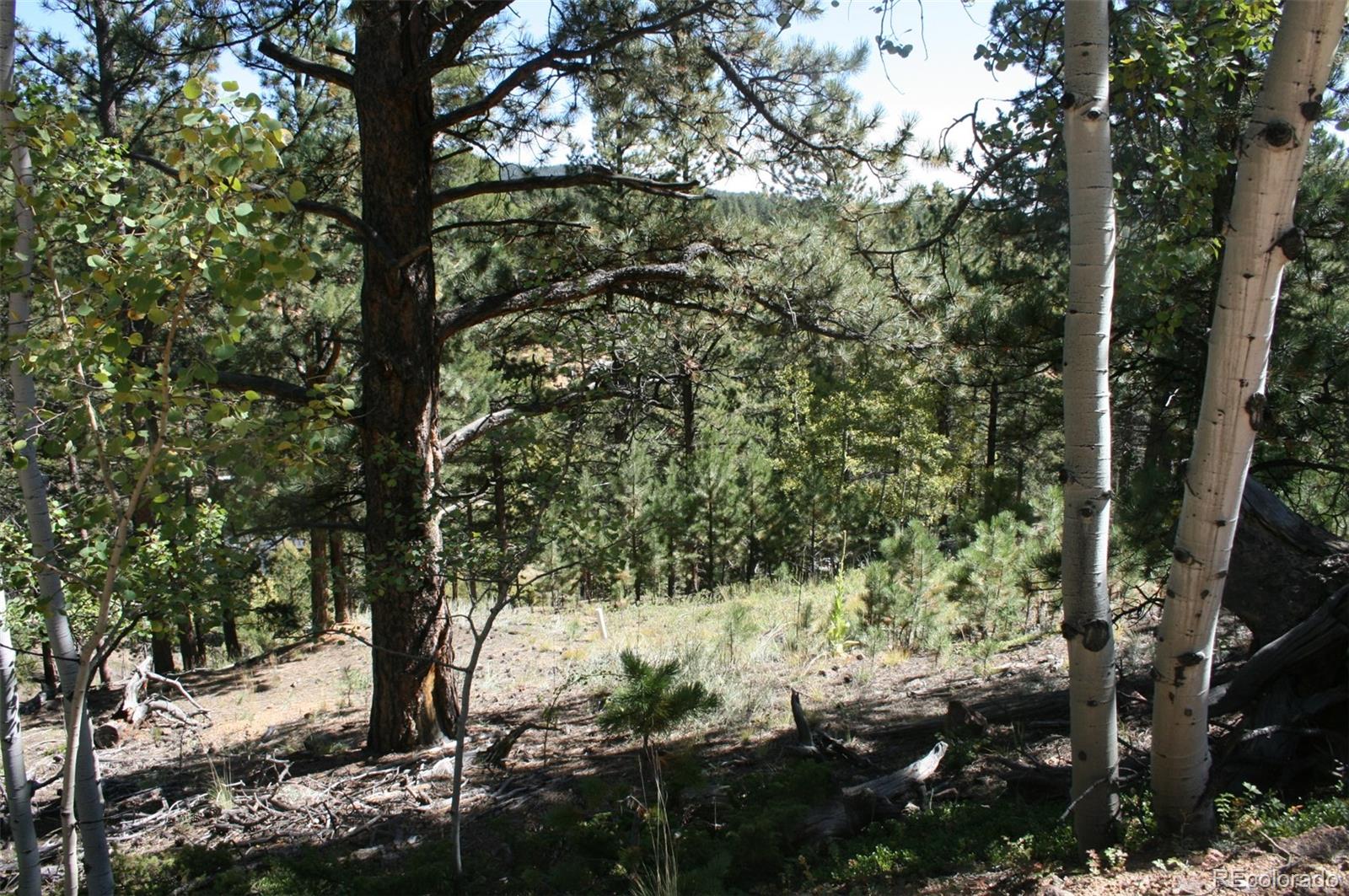 238 Taylor Street Bailey, CO 80421 - Photo 7 of 23 a view of a forest filled with trees