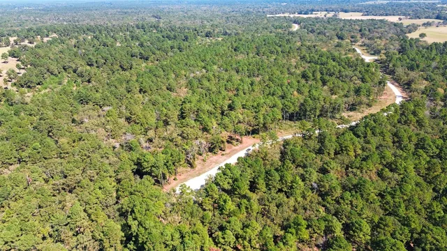 a view of a forest with a tree