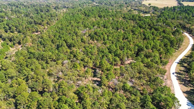a view of a lush green forest with a tree