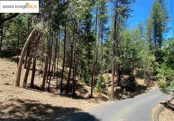 a view of a forest with large trees