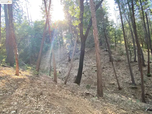 a view of a forest with trees in the background