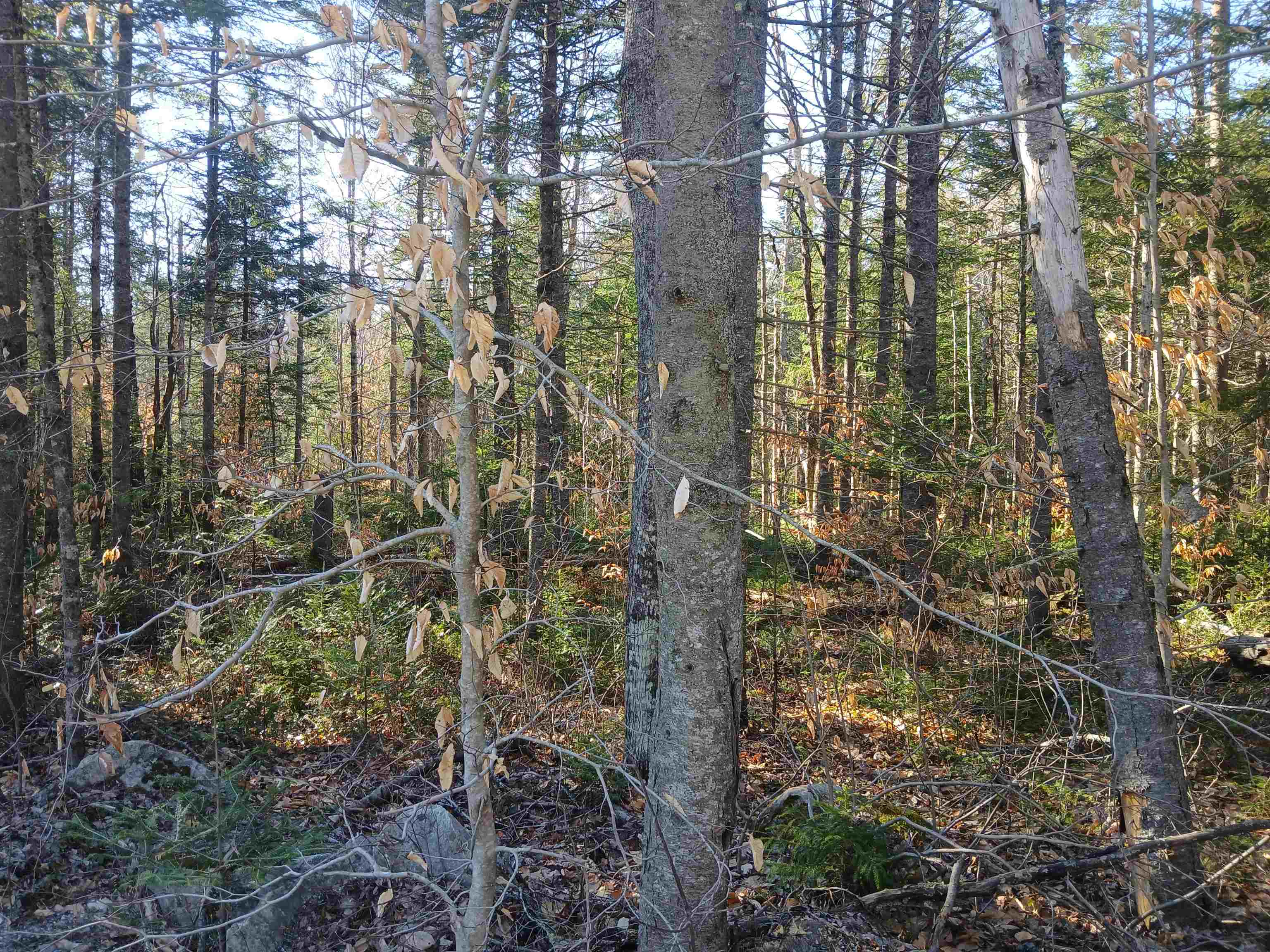 Lot#47-3 Grafton Pond Road Enfield, NH 03748 - Photo 14 of 14