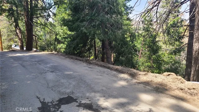 a view of a forest with trees in the background