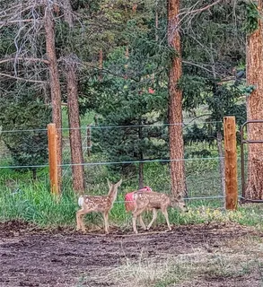 $600,000 | 64 Elk Horn Court, Bailey, CO 80421