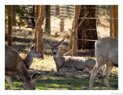 $600,000 | 64 Elk Horn Court, Bailey, CO 80421