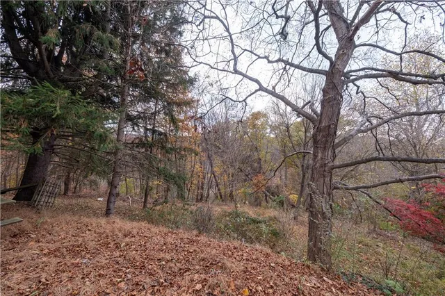 a view of a park with large trees