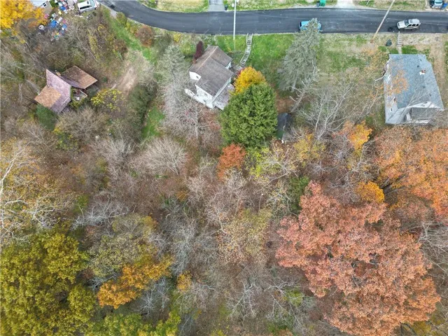 a close up of a plant in a yard