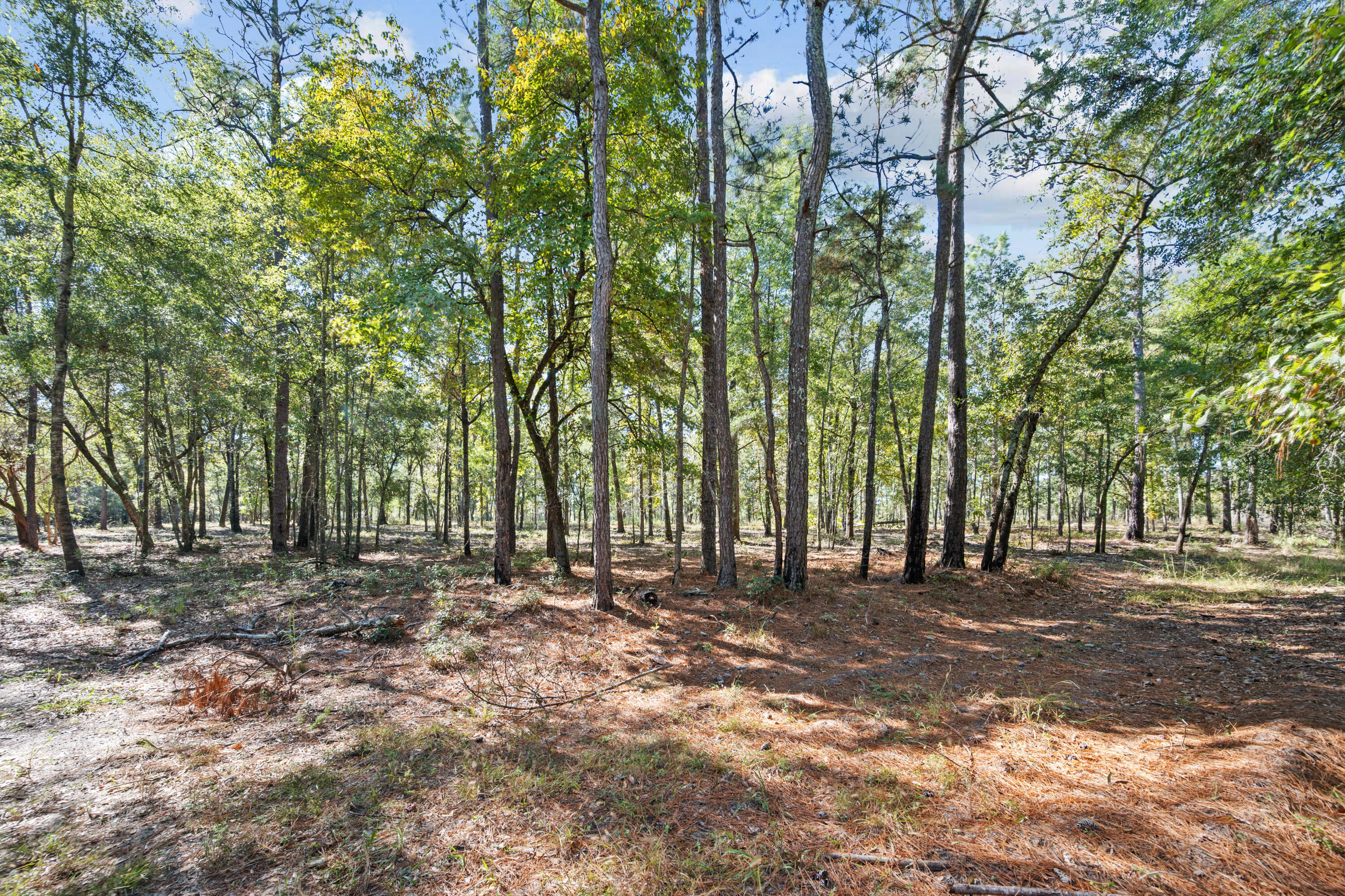 7901 State Rd S-6-169 Blackville, SC 29817 - Photo 65 of 89