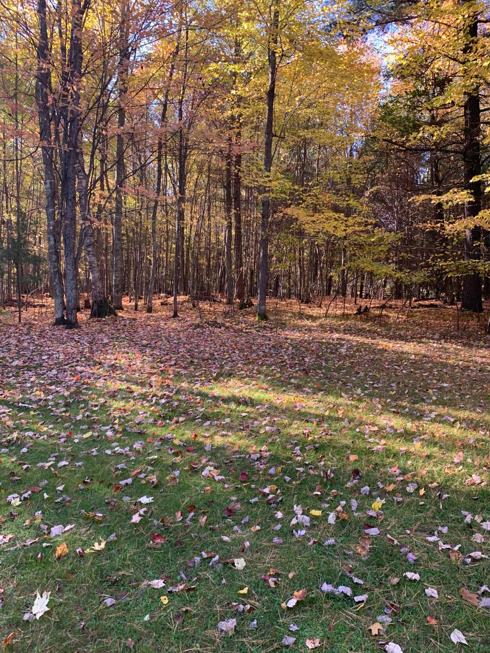 8611 Brunswick Road Minocqua, WI 54548 - Photo 13 of 54 Gallery Image 13