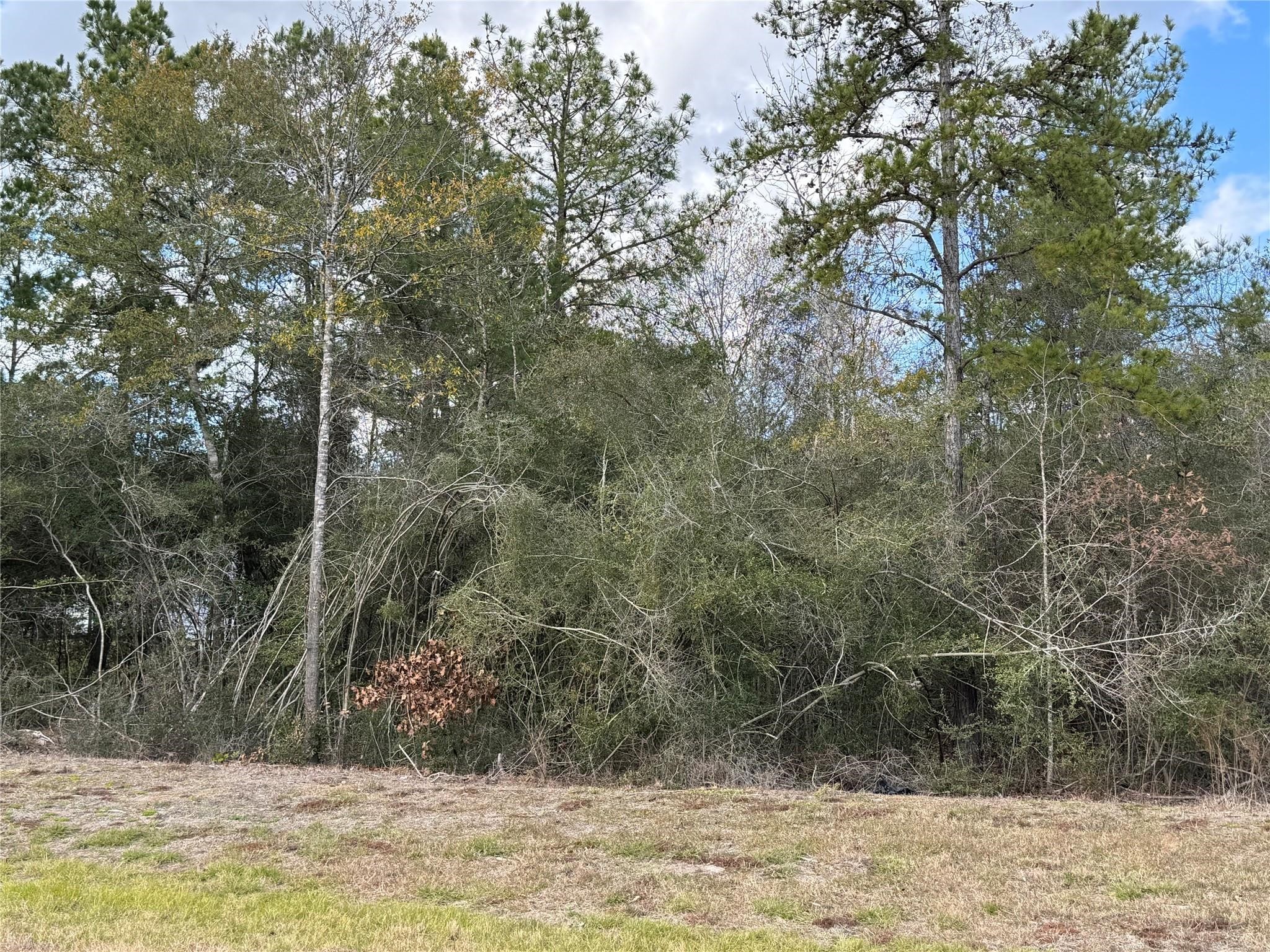 10693 Ruger Road Willis, TX 77378 - Photo 5 of 15 a view of a yard with large trees