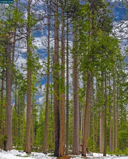 a view of a building with a tree