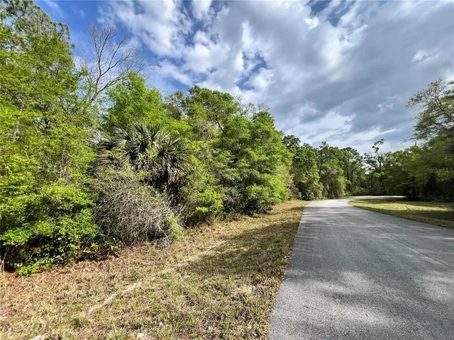 a view of a yard with plants and large trees