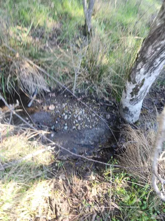 a view of a yard with plants and large trees
