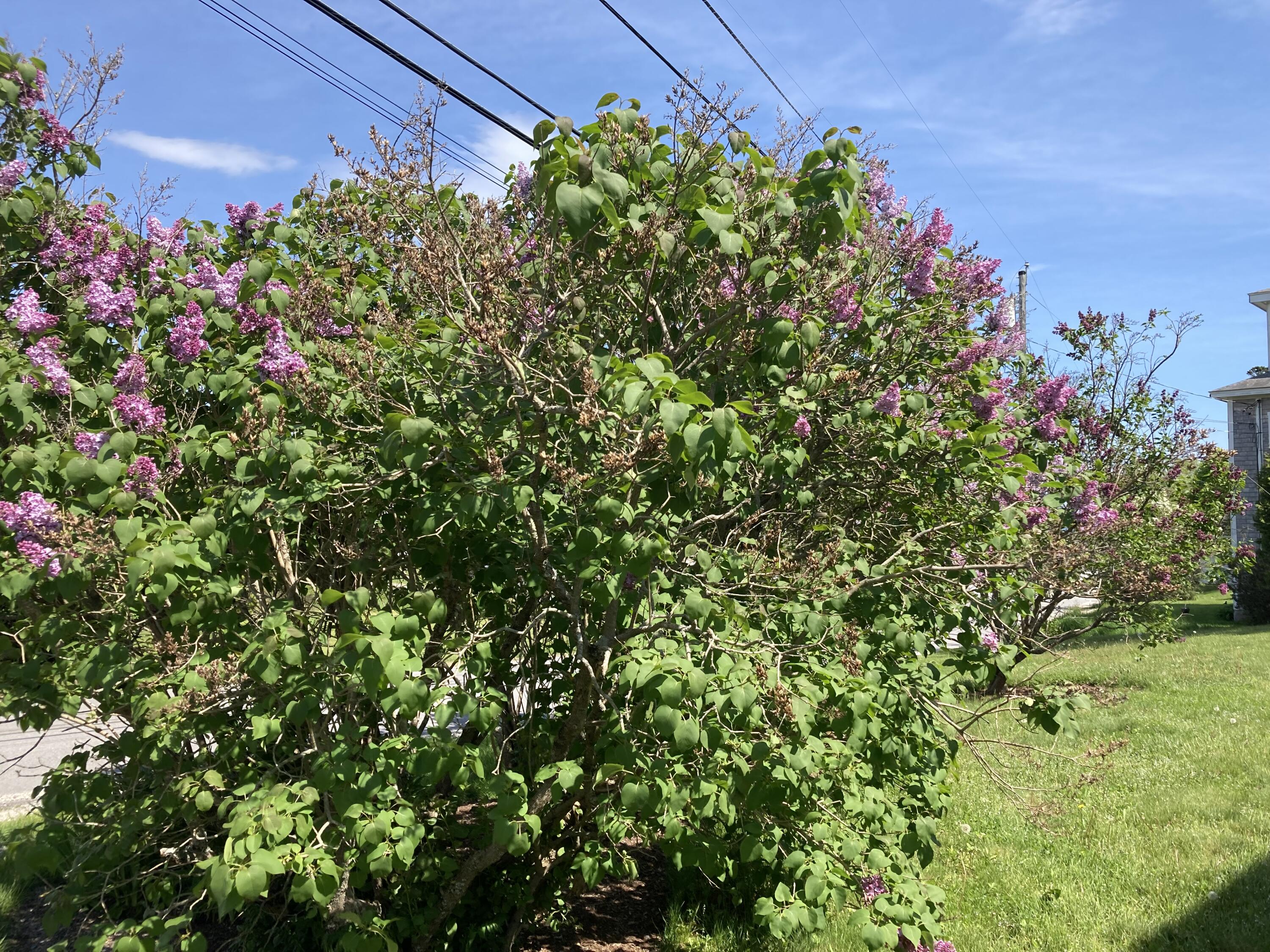 635 Corea Road Corea, ME 04624 - Photo 30 of 35 Front yard festooned with lilacs.