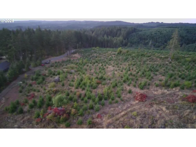 a black and white photo of a forest