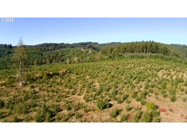 a open area with trees in the background