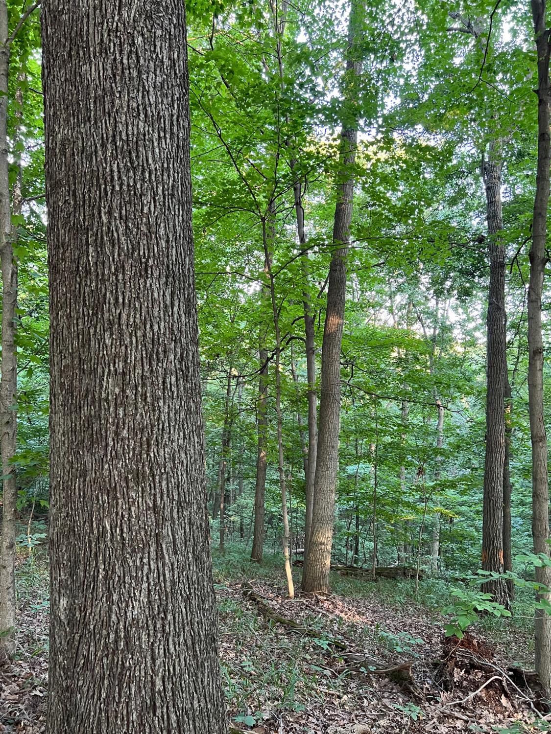 0 Tabernacle Road Chillicothe, OH 45601 - Photo 11 of 64
