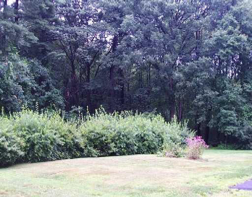 63 Westview Street Lexington, MA 02421 - Photo 2 of 3 a view of a garden with plants