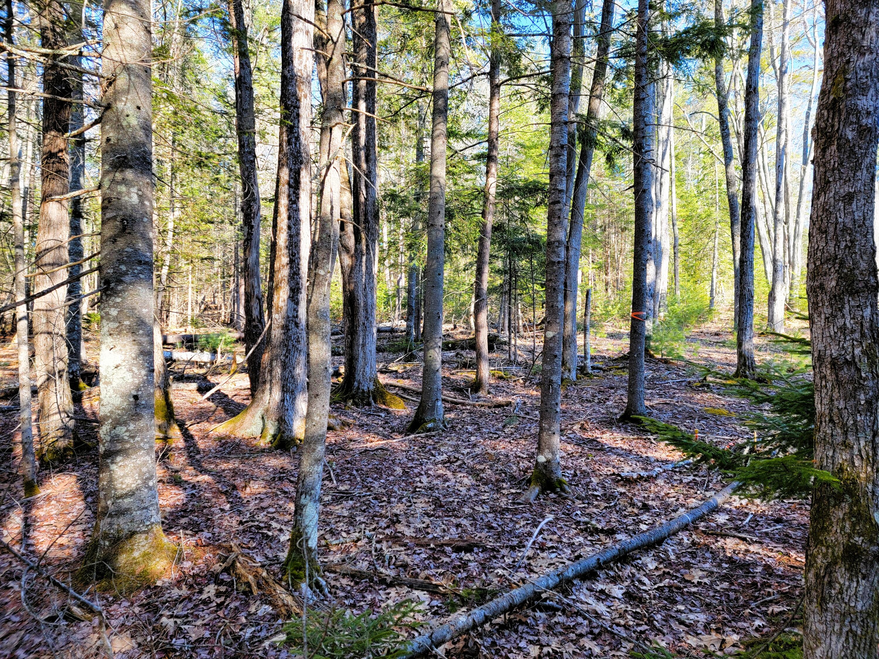 0 Redding Lane Freeport, ME 04032 - Photo 13 of 16 20260408_165421