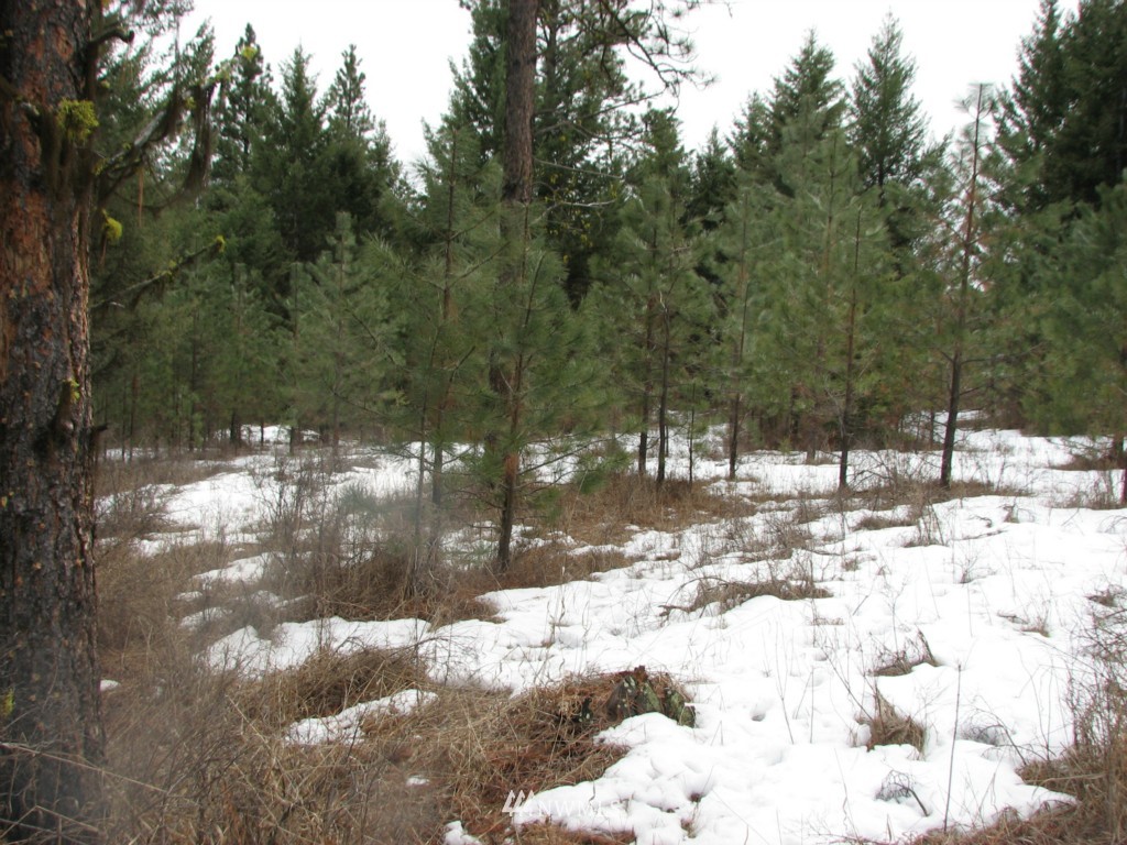 -tbd Tbd Otis Road Malo, WA 99150 - Photo 6 of 17 Gallery Image 6