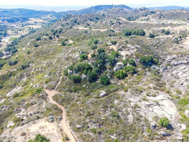 a view of a forest with a tree