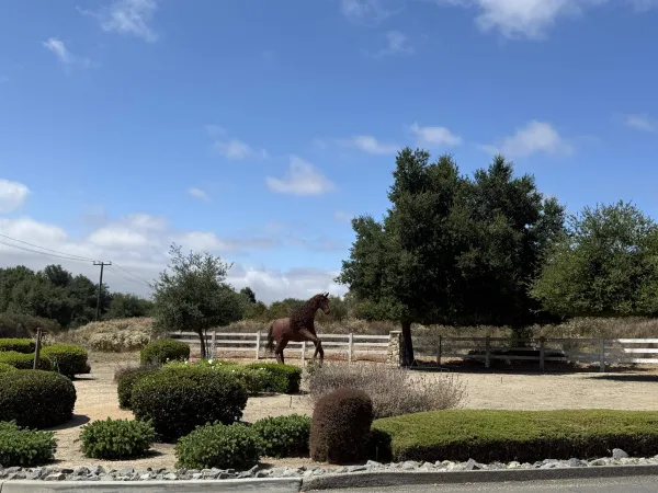 a view of a yard