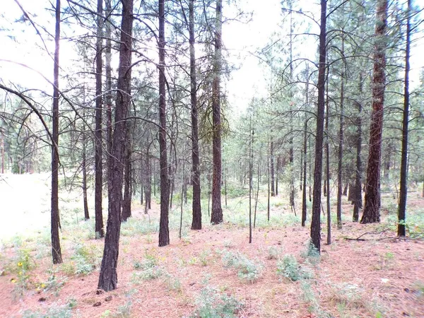 $55,000 | 1185 Fumi Circle, Kettle Falls, WA 99141