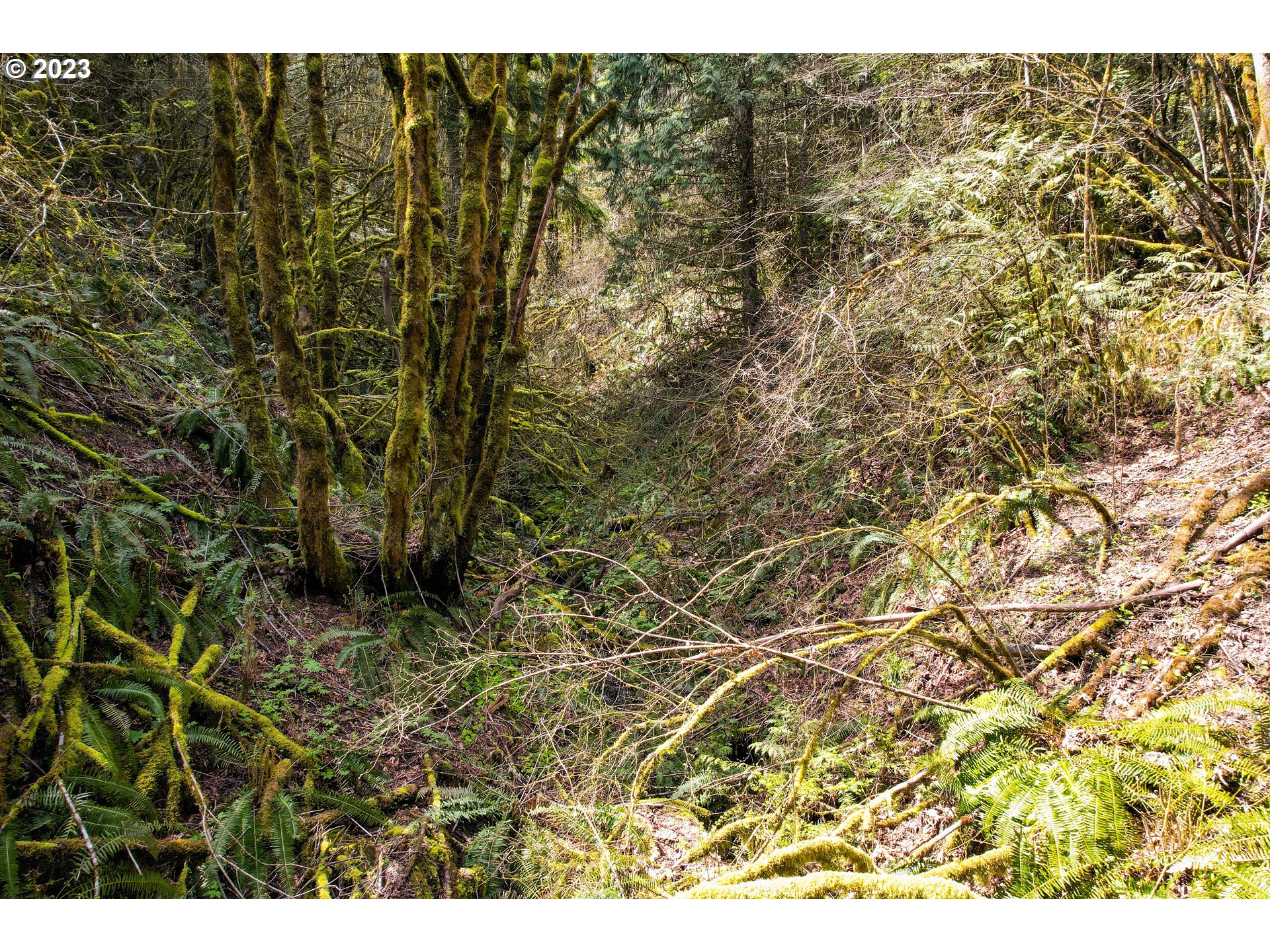 Rocky Point Road Scappoose, OR 97056 - Photo 10 of 10 a view of a yard