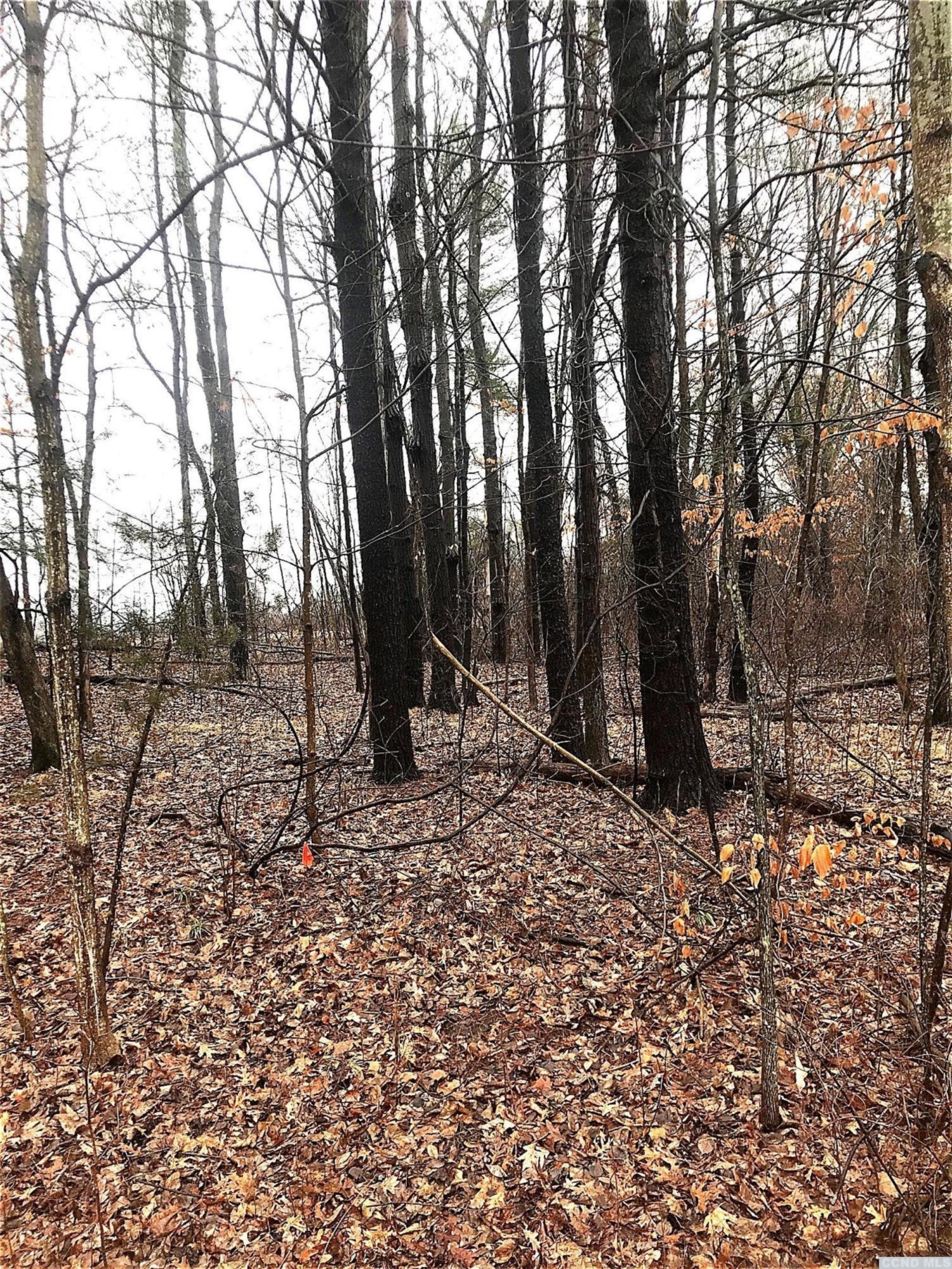 2 L Sleepy Hollow Road Athens, NY 12015 - Photo 2 of 10 a backyard of a house with lots of green space