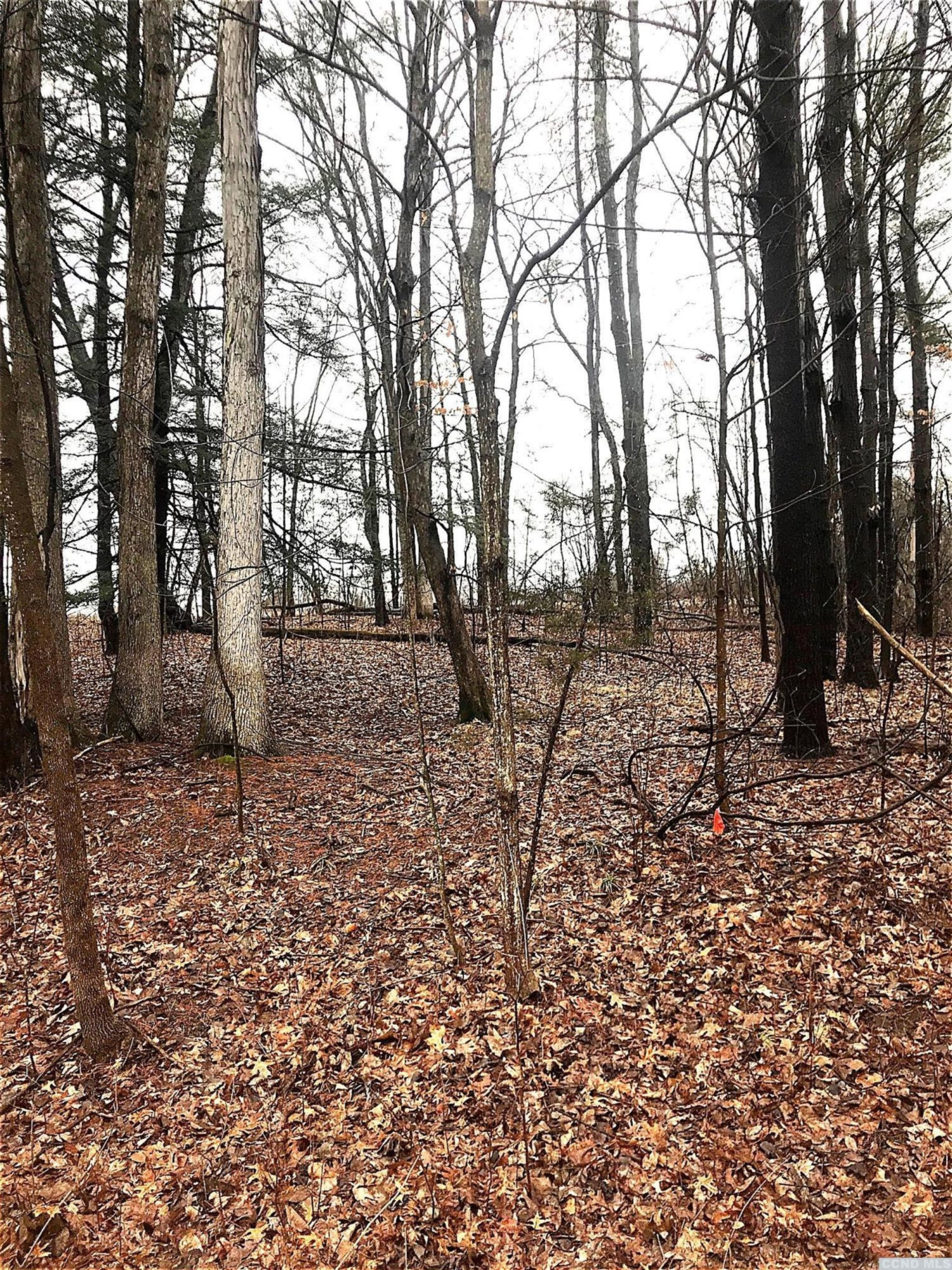 2 L Sleepy Hollow Road Athens, NY 12015 - Photo 8 of 10 a view of a forest with trees