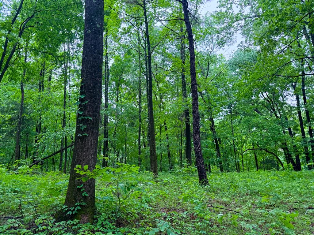 0 Poplar Grove Cemetery Road Henning, TN 38041 - Photo 20 of 40 Mature wooded landscape featuring established trees and lush undergrowth