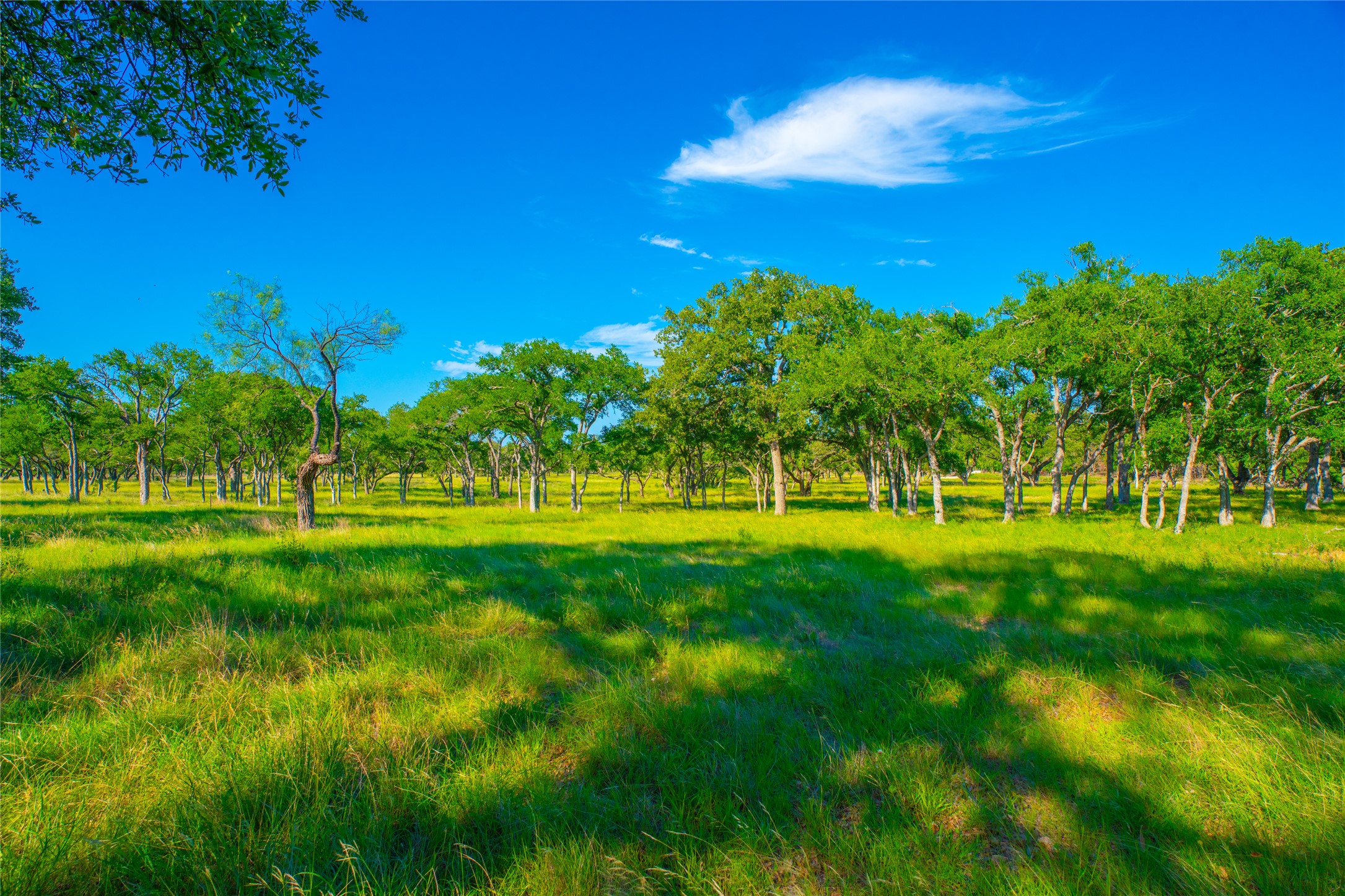 0 Creekside Ranch Johnson City, TX 78636 - Photo 11 of 14 A verdant field of sun-drenched grass stretches towards a horizon line of dense, mature trees.