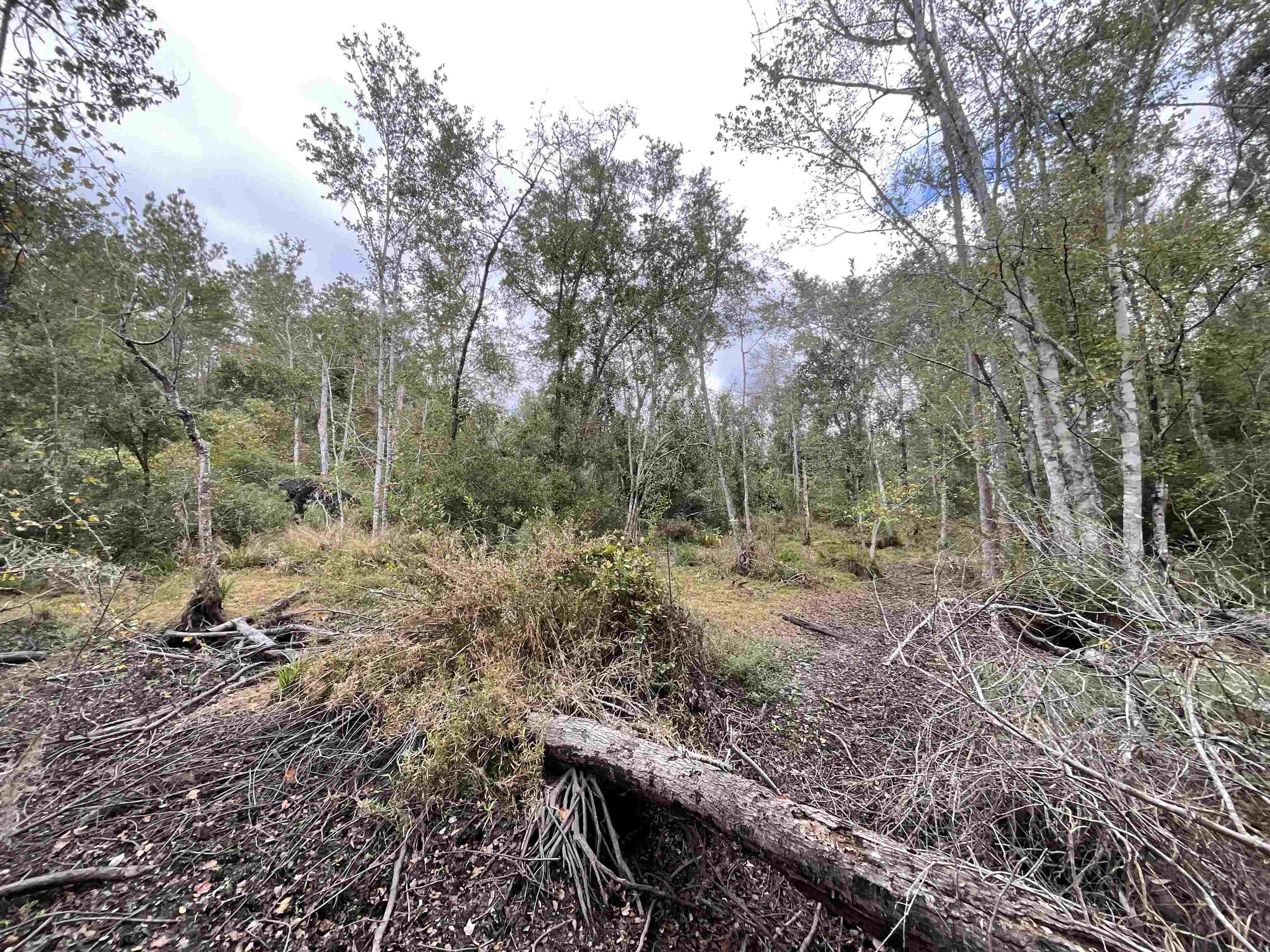 129 Northwest Jasper Jasper, FL 32052 - Photo 26 of 70