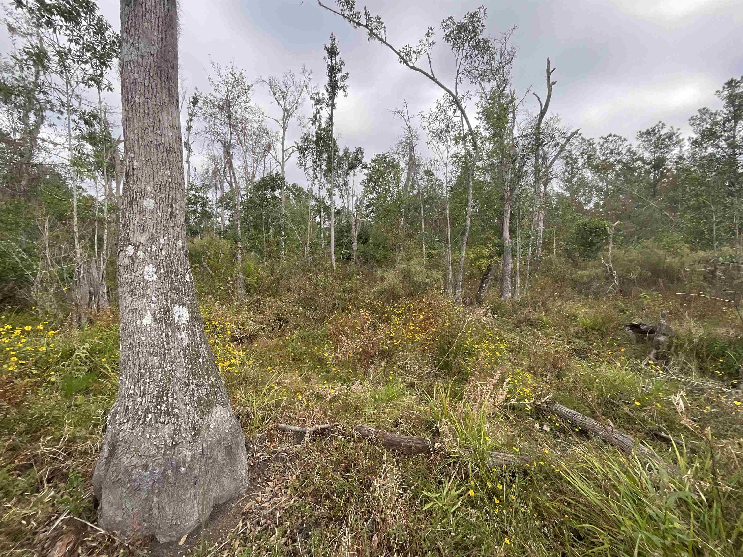 129 Northwest Jasper Jasper, FL 32052 - Photo 32 of 70