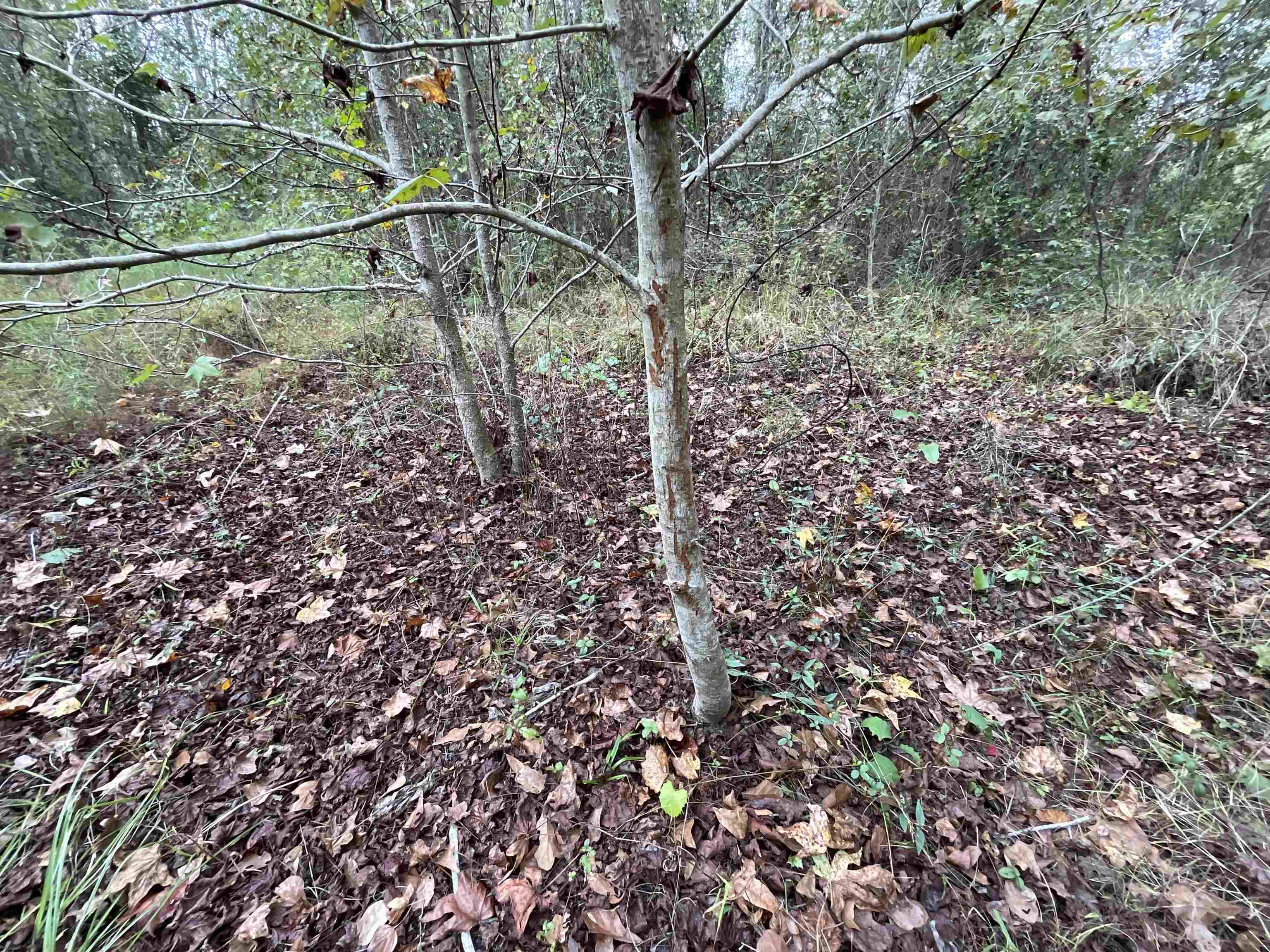 129 Northwest Jasper Jasper, FL 32052 - Photo 35 of 70