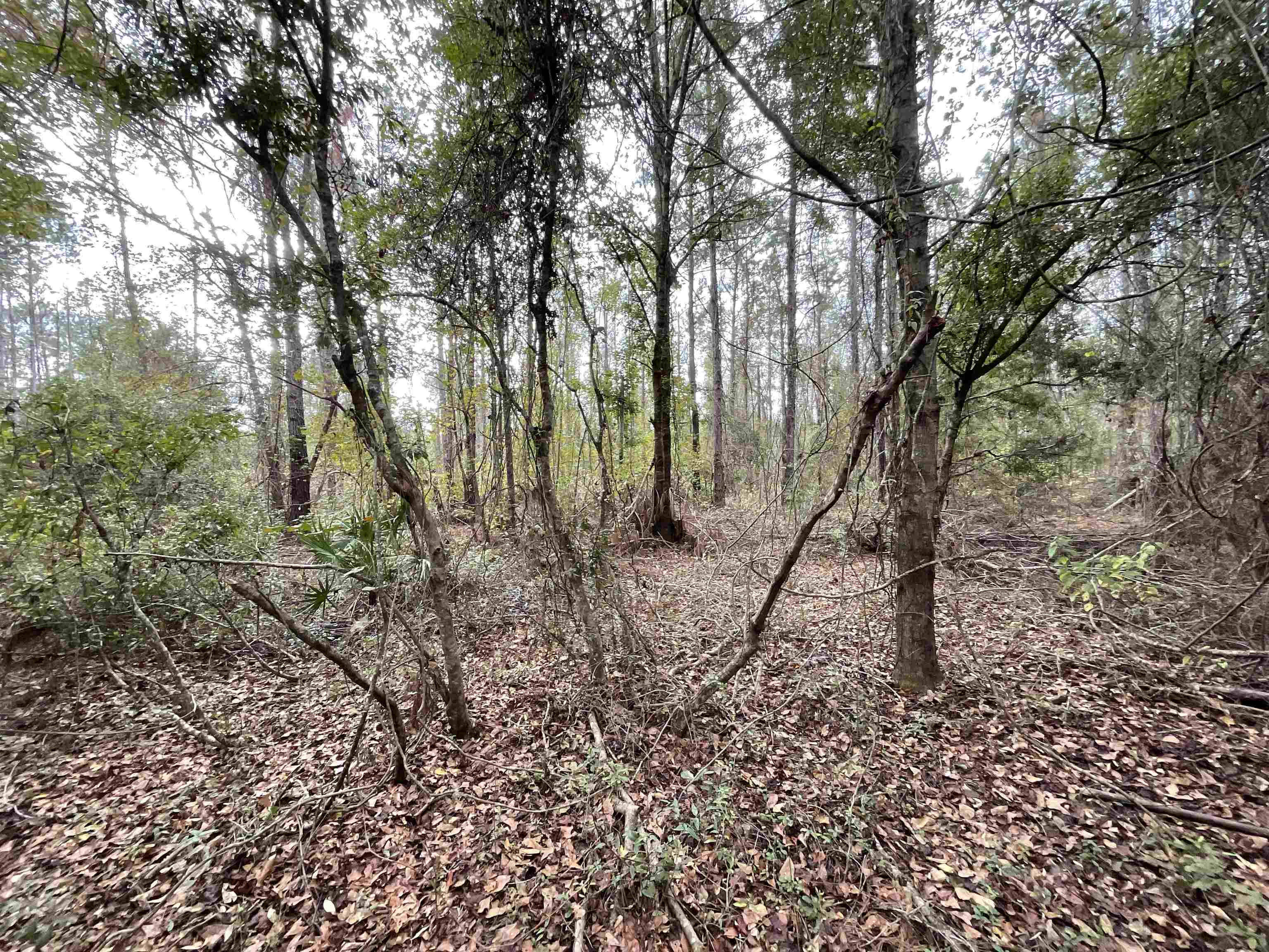 129 Northwest Jasper Jasper, FL 32052 - Photo 38 of 70