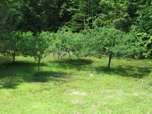 23 Trapper's Point Road Lakeville, ME 04487 - Photo 25 of 35 Yard/Garden. Mature apple trees...