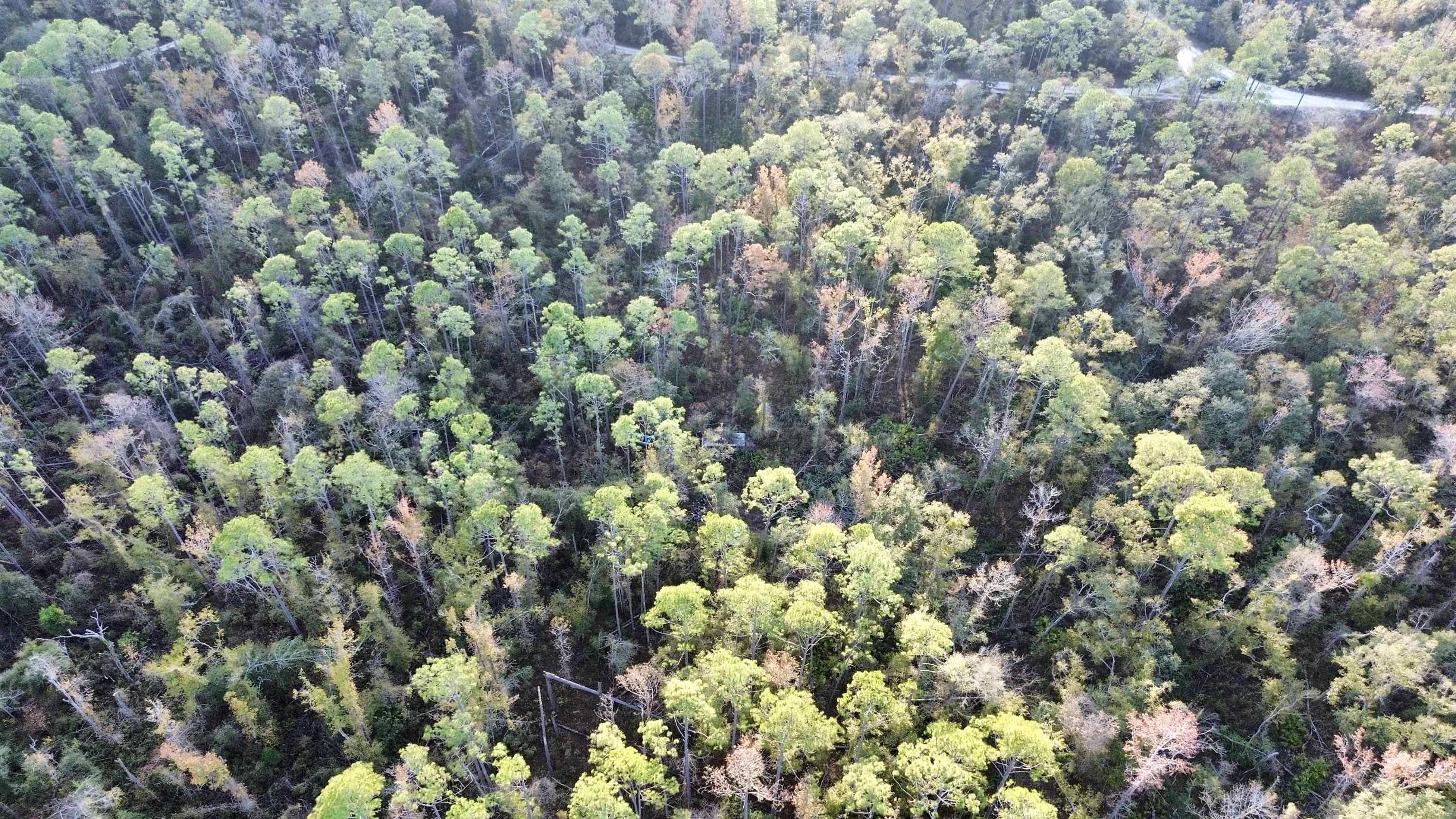 465 Northeast River Ridge Way Lee, FL 32059 - Photo 10 of 31