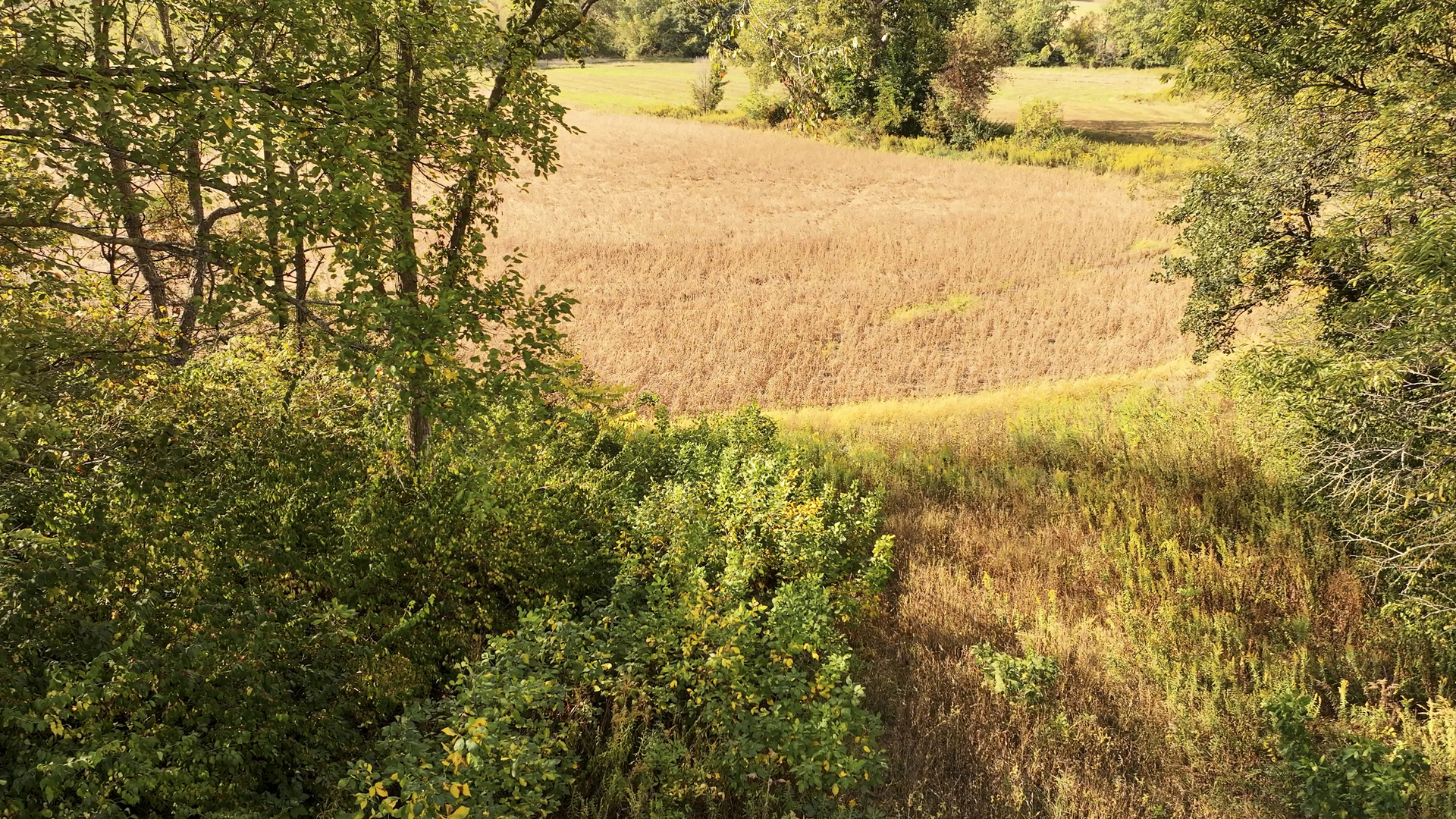 701 East 1175th Street Henry, IL 61537 - Photo 11 of 19 a view of yard with large trees