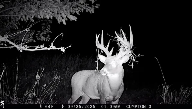 a close up of a plant in a garden