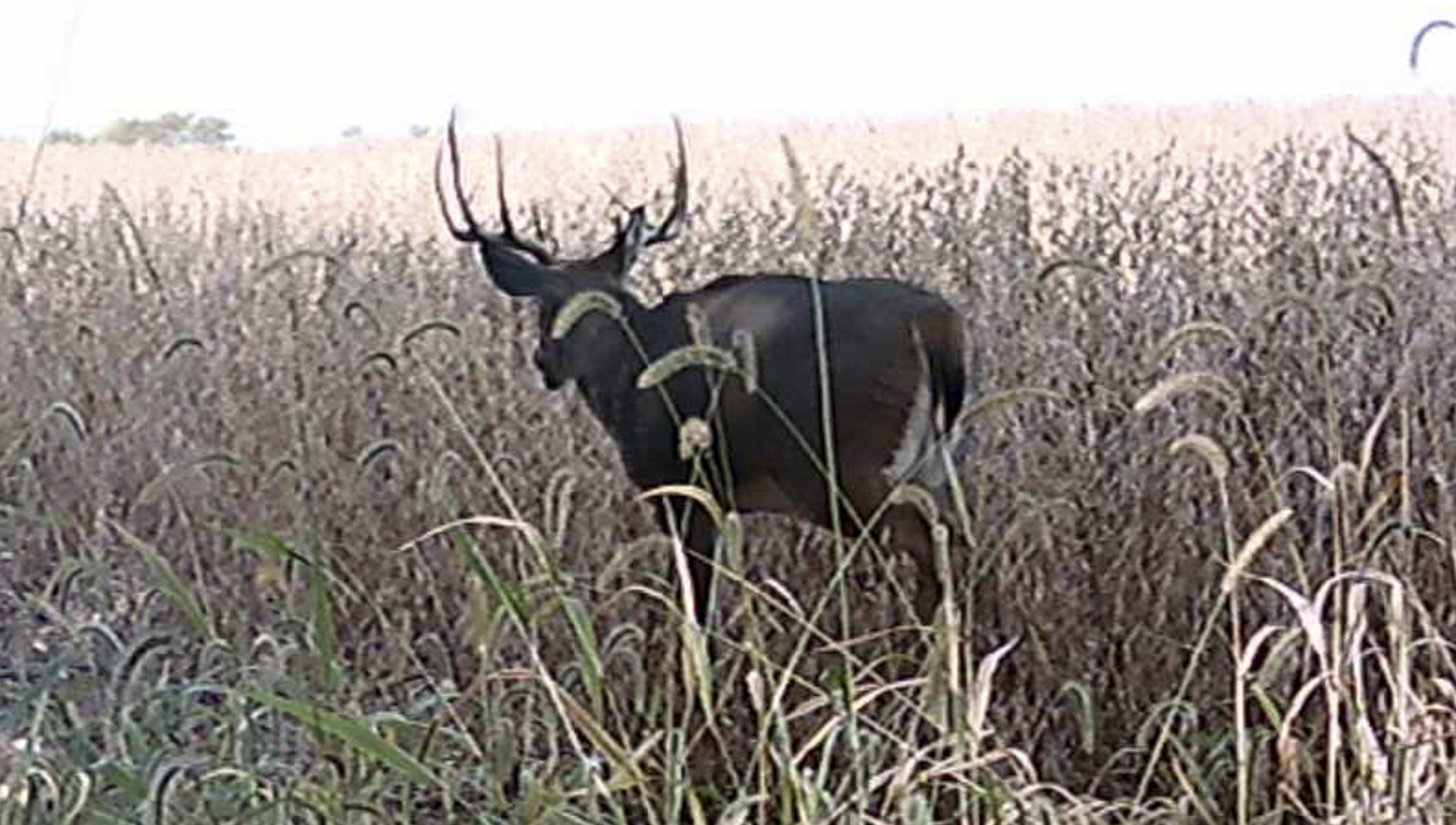 701 East 1175th Street Henry, IL 61537 - Photo 19 of 19 a close up of a plant in a garden