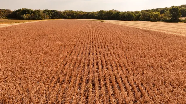 a view of yard with large trees