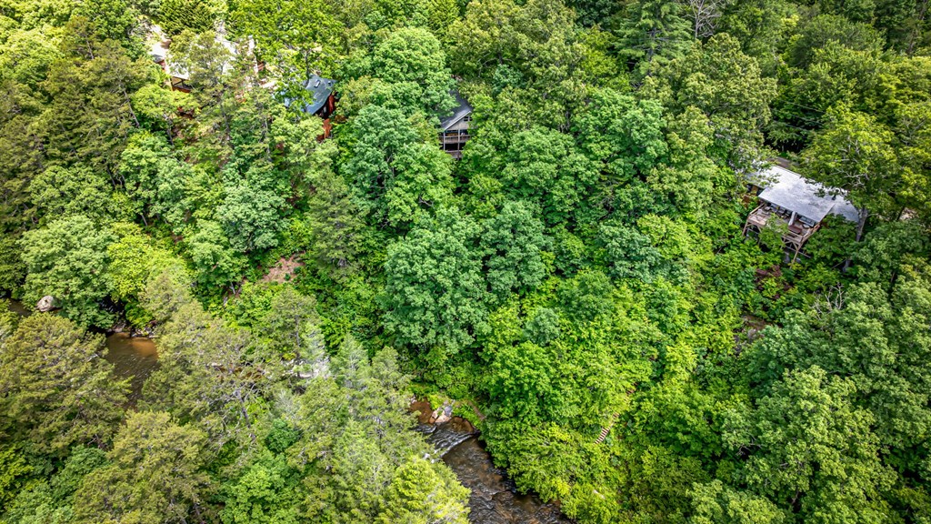 380 Branch Creek Road Blue Ridge, GA 30513 - Photo 8 of 41 a view of a lush green forest
