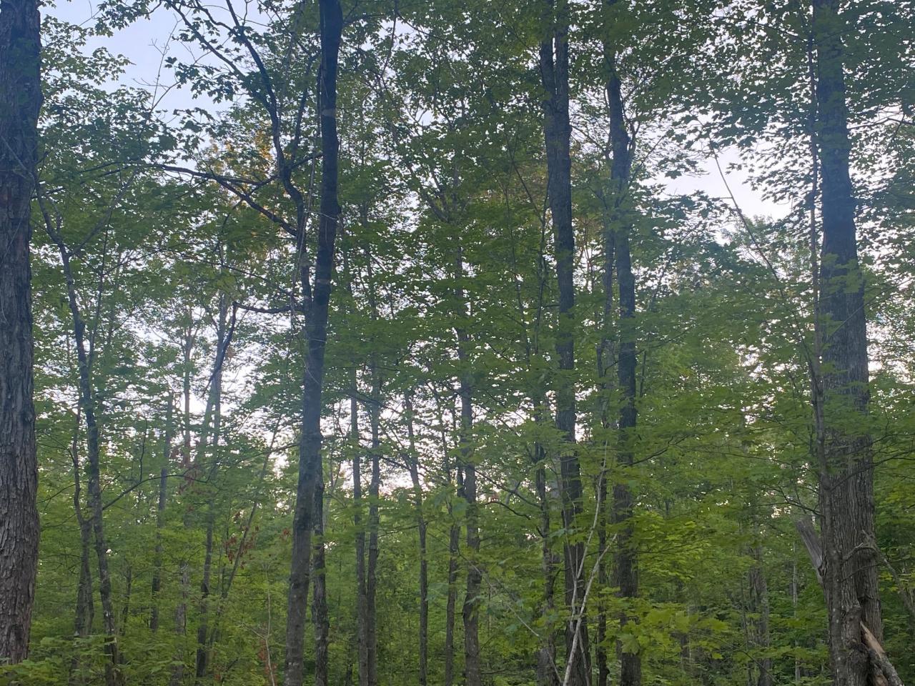 Lot 5 Church Road Conover, WI 54519 - Photo 1 of 11 Gallery Image 1