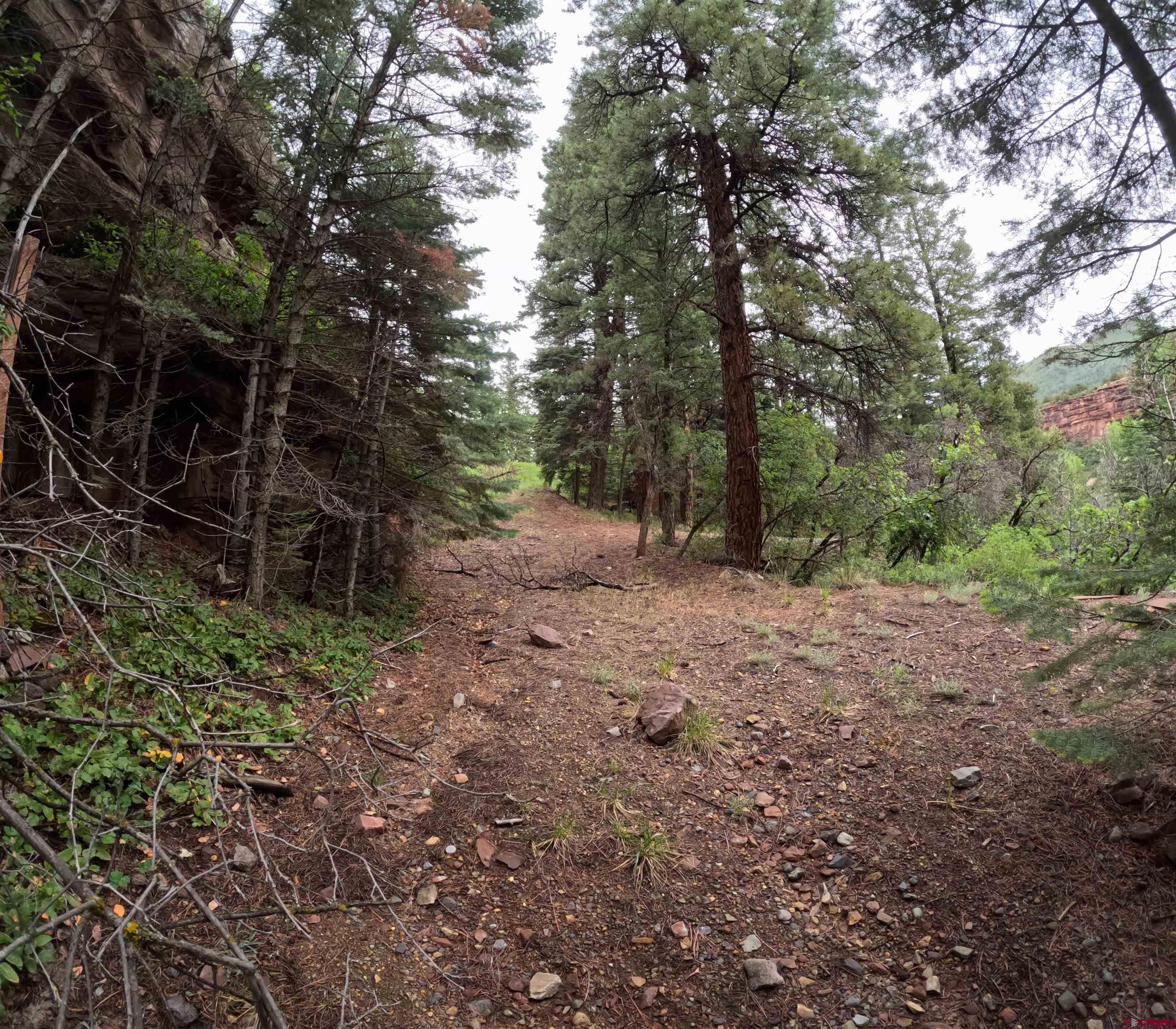 17 County Road 17 Ridgway, CO 81432 - Photo 12 of 15 a view of a yard with plants and trees