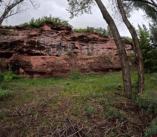 a view of a yard with plants and large trees